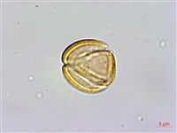 金絲梅、雲南連翹、芒種花藏品圖，第1張