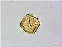 金絲梅、雲南連翹、芒種花藏品圖，第2張