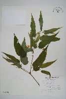 臺灣秋海棠藏品圖，第1張