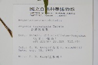 臺灣秋海棠藏品圖，第2張