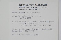 臺灣秋海棠藏品圖，第2張