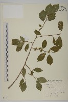 光果南蛇藤藏品圖，第1張