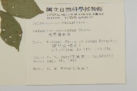 光果南蛇藤藏品圖，第2張
