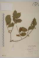 光果南蛇藤藏品圖，第1張