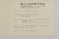 光果南蛇藤藏品圖，第2張