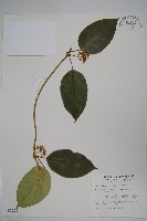 臺灣牛嬭菜藏品圖，第1張