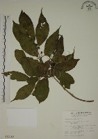 鈍齒鼠李藏品圖，第1張