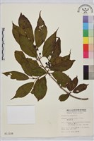 鈍齒鼠李藏品圖，第2張