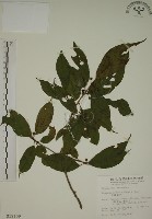 鈍齒鼠李藏品圖，第1張