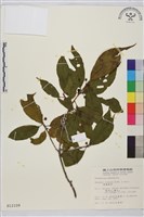 鈍齒鼠李藏品圖，第2張