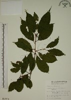 鈍齒鼠李藏品圖，第1張