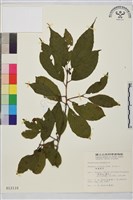 鈍齒鼠李藏品圖，第2張