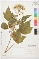 台灣牡丹藤、台灣草牡丹藏品圖，第2張