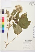 台灣牡丹藤、台灣草牡丹藏品圖，第2張