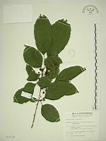 中原氏鼠李藏品圖，第1張