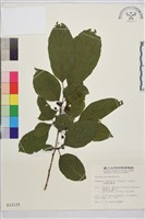 中原氏鼠李藏品圖，第2張