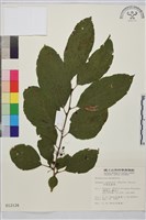 中原氏鼠李藏品圖，第2張