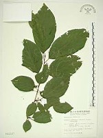 中原氏鼠李藏品圖，第1張