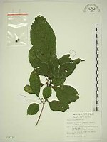 中原氏鼠李藏品圖，第1張