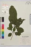 中原氏鼠李藏品圖，第2張