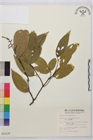 巒大雀梅藤藏品圖，第2張