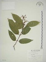 巒大雀梅藤藏品圖，第1張