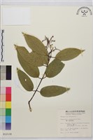 巒大雀梅藤藏品圖，第2張