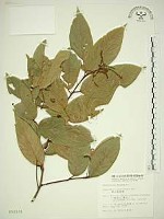 巒大雀梅藤藏品圖，第1張