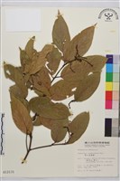 巒大雀梅藤藏品圖，第2張