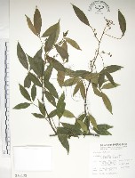 飛龍掌血藏品圖，第1張