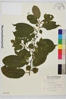 桶鉤藤藏品圖，第1張