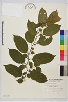 桶鉤藤藏品圖，第1張