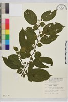 桶鉤藤藏品圖，第1張