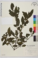 塔山鼠李藏品圖，第1張