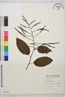 奮起湖黃鱔藤藏品圖，第1張