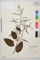 奮起湖黃鱔藤藏品圖，第1張