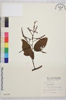 奮起湖黃鱔藤藏品圖，第1張