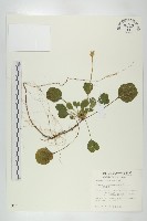 裂緣花藏品圖，第1張