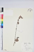 高山越橘藏品圖，第1張