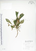 同蕊草、異色線柱苣苔藏品圖，第1張