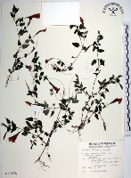 倒地蜈蚣、四角銅鑼藏品圖，第1張