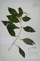 尼氏擬馬偕花藏品圖，第1張