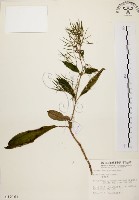 旋莢木藏品圖，第1張