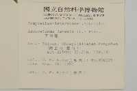 下田菊藏品圖，第2張