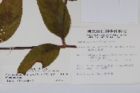 台灣土黨參藏品圖，第2張