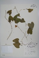 金錢豹藏品圖，第1張