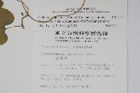 金錢豹藏品圖，第2張