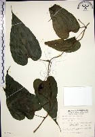 百部藏品圖，第1張