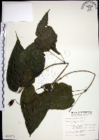 百部藏品圖，第1張