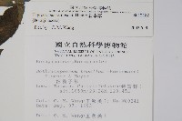 盾果草藏品圖，第2張